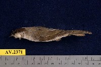 藏品(冠羽畫眉)的圖片